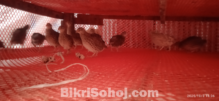 কোয়েল পাখি